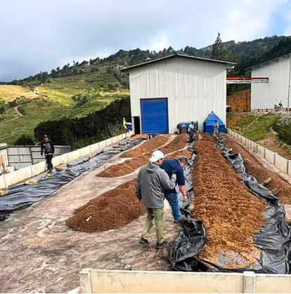 Costa Rica Montaño Jaguar Anaerobic Green Coffee Beans