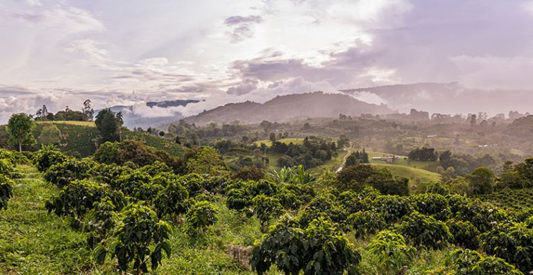 Colombian Coffee Beans