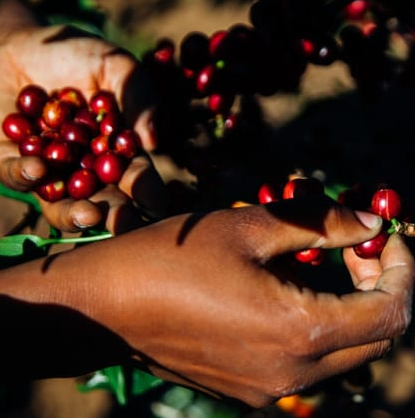 Tanzania Peaberry Plus Washed